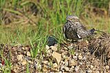 Common Nighthawk